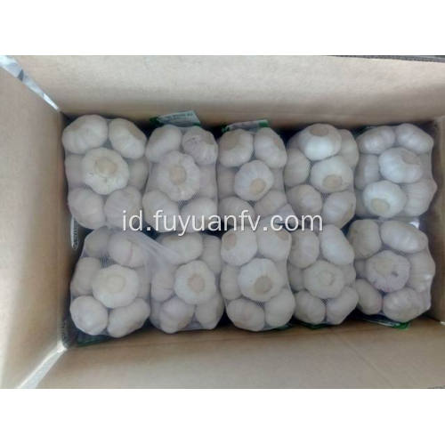 Paket dalam 500gx20 / 10kg Bawang Putih